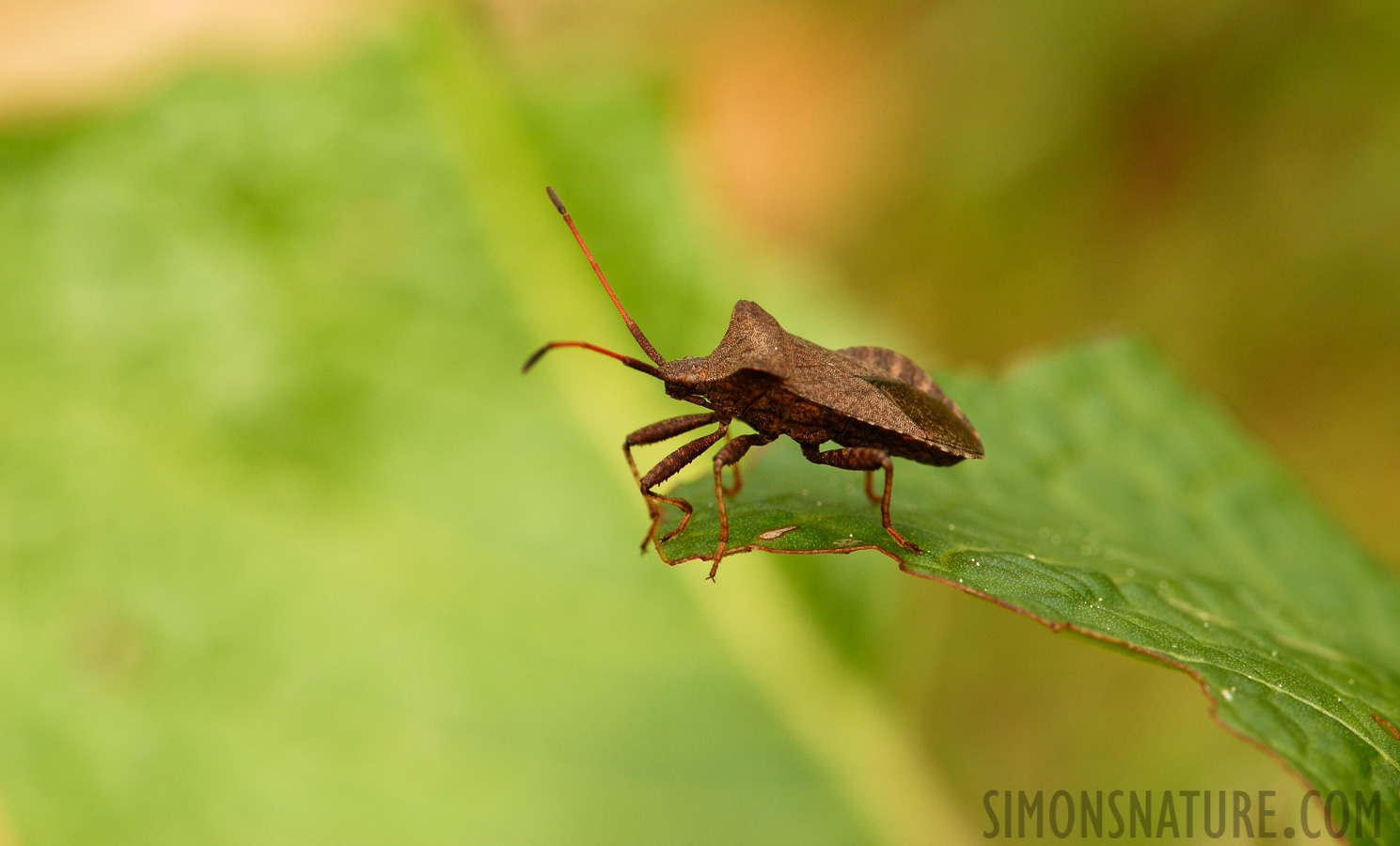 Coreus marginatus [105 mm, 1/160 Sek. bei f / 9.0, ISO 200]